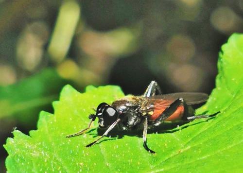 Brachypalpoides lentus